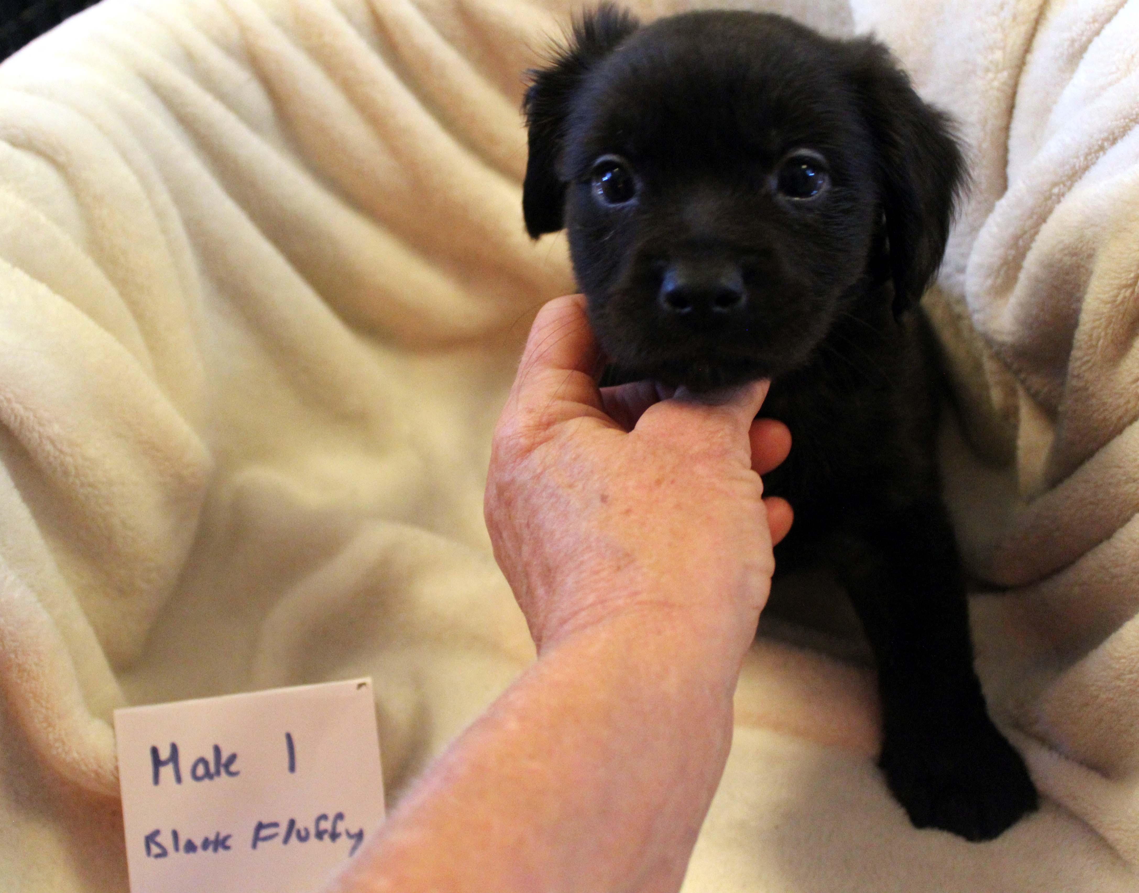 Puppies 6 male/2 females Chiweenie Mixes 3
