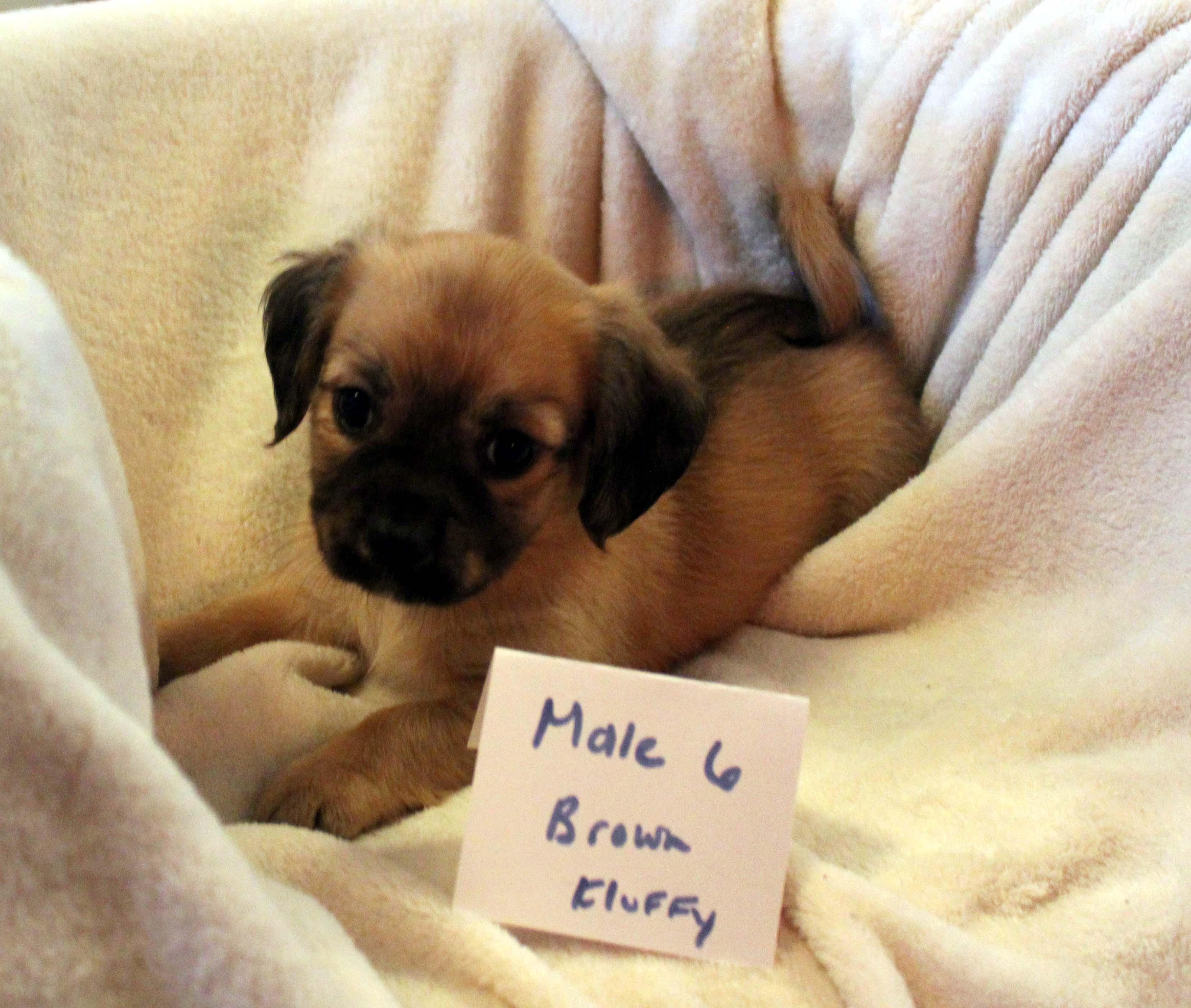 Puppies 6 male/2 females Chiweenie Mixes, a Adoptable mixed breed in Imperial Beach, CA image 2/6