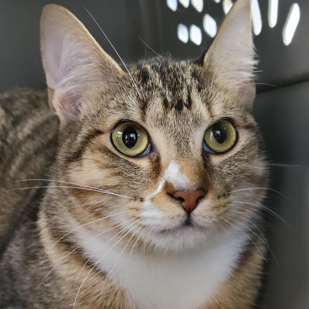 Enlarge Coconut, a Adoptable Domestic Short Hair in Sarasota, FL image 1/4