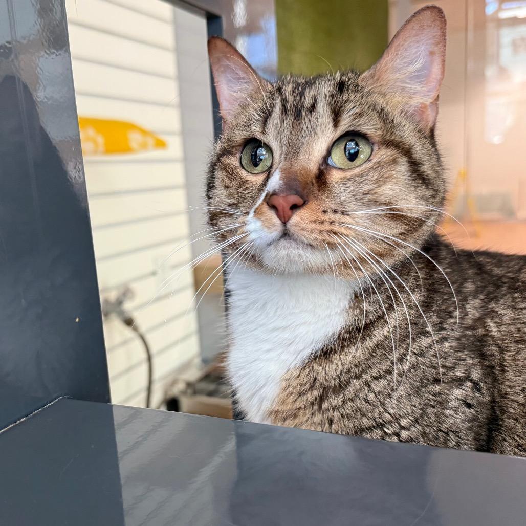 Enlarge Coconut, a Adoptable Domestic Short Hair in Sarasota, FL image 2/4