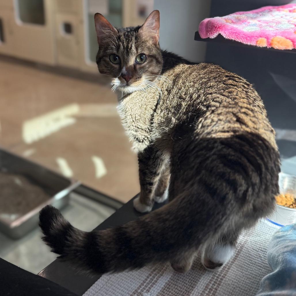 Enlarge Coconut, a Adoptable Domestic Short Hair in Sarasota, FL image 3/4