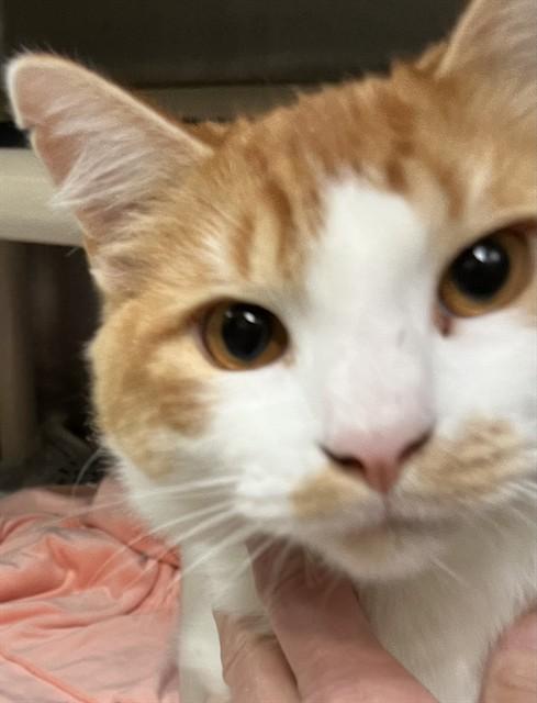 GINGER BREAD, Adoptable, Young Male Domestic Short Hair.