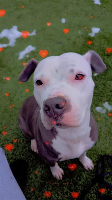 BELLA, Adoptable, Adult Female Pit Bull Terrier.