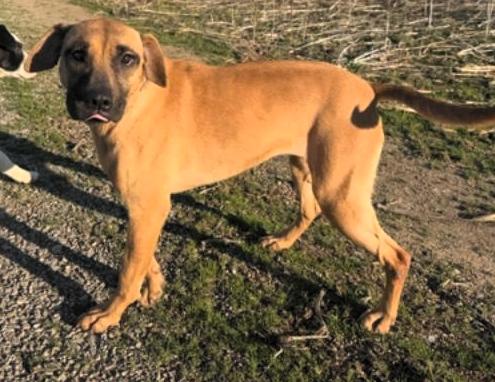Enlarge Donegal, a ADOPTABLE mixed breed in Frederick, MD image 3/4