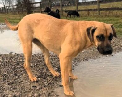 Enlarge Donegal, a ADOPTABLE mixed breed in Frederick, MD image 2/4