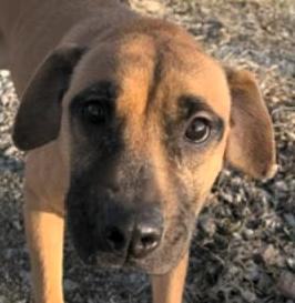 Donegal, ADOPTABLE, Young Female Black Mouth Cur.