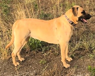 Enlarge Donegal, a ADOPTABLE mixed breed in Frederick, MD image 4/4