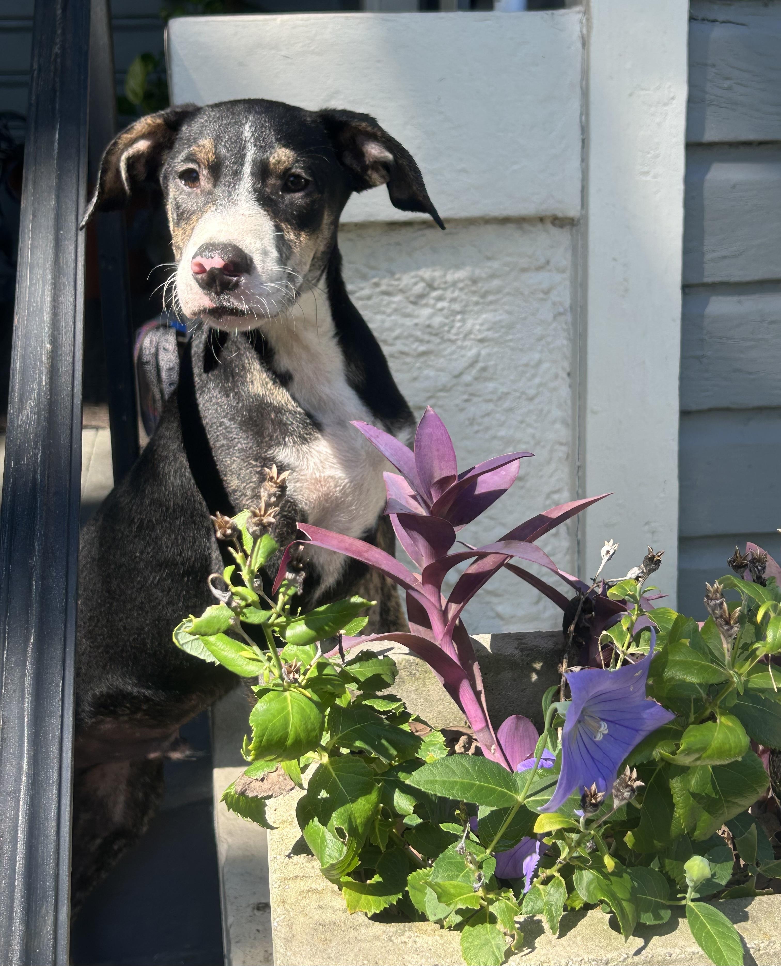 Motley, Adoptable, Puppy Male Hound & Black Labrador Retriever.