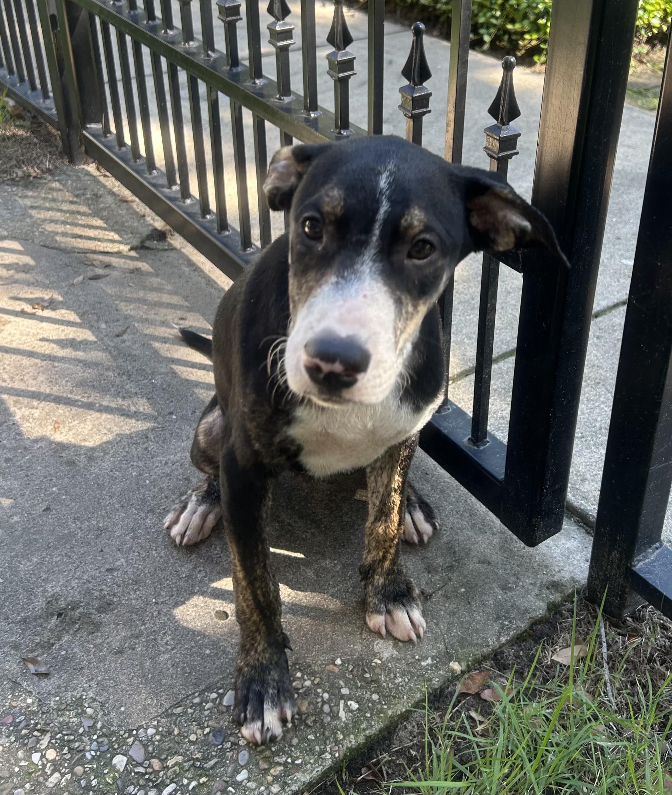 Enlarge Motley, a Adoptable mixed breed in Mt Laurel Township, NJ image 2/6