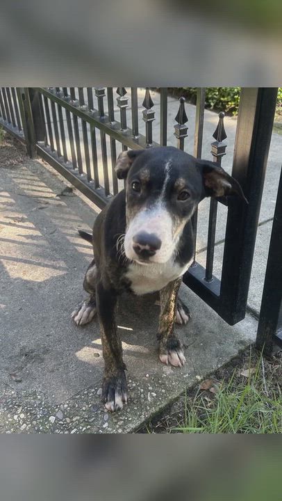 Enlarge Motley, a Adoptable mixed breed in Mt Laurel Township, NJ video 6/6