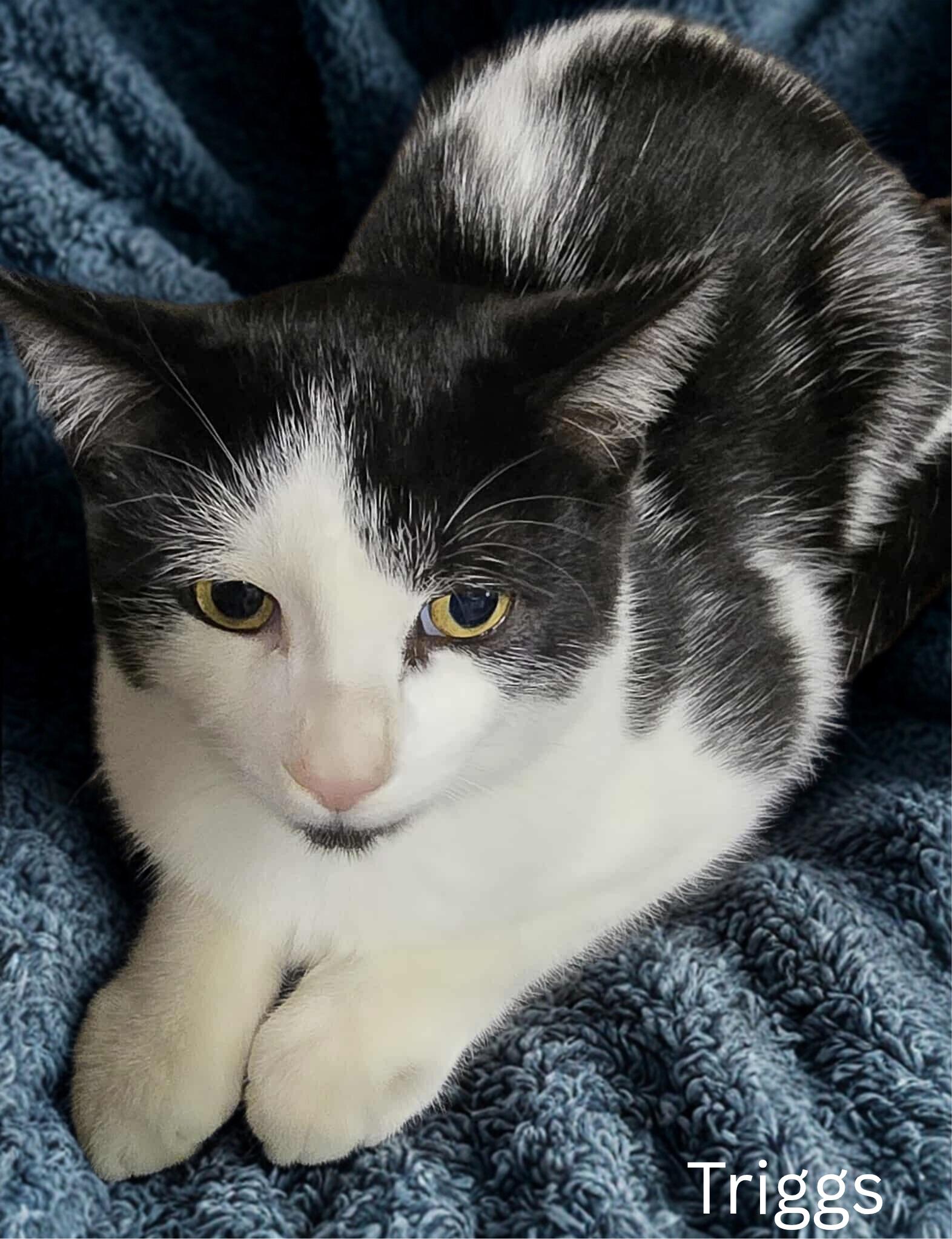 Enlarge Triggs, a Adoptable Domestic Short Hair in Stevensville, ON image 1/2