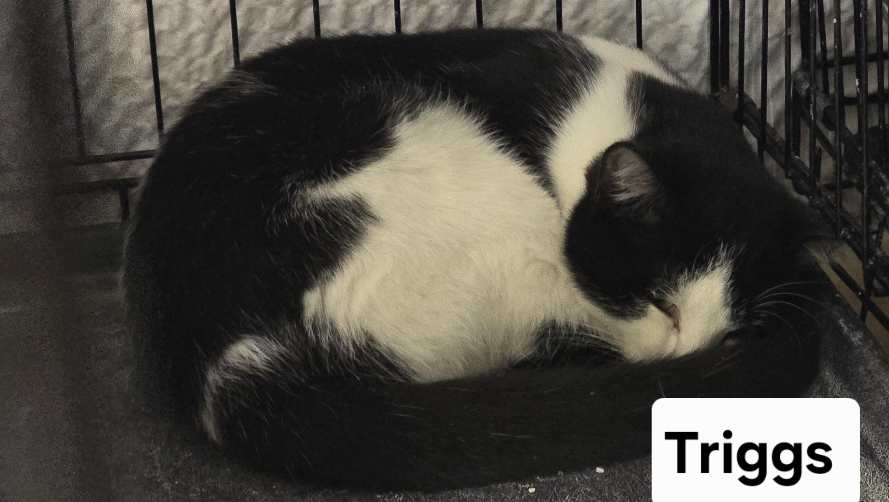 Enlarge Triggs, a Adoptable Domestic Short Hair in Stevensville, ON image 2/2