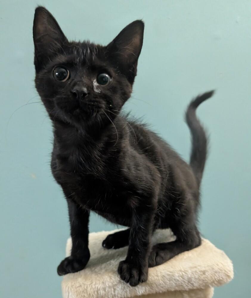 7824 Trunklette, Adoptable, Kitten Female Domestic Short Hair.