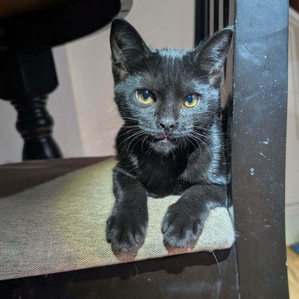 Enlarge 7824 Trunklette, a Adoptable Domestic Short Hair in Hartwell, GA image 2/2