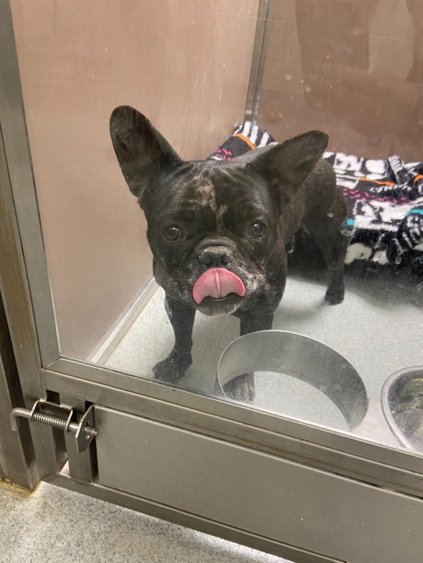 Pierre, adopted, Adult Male French Bulldog.