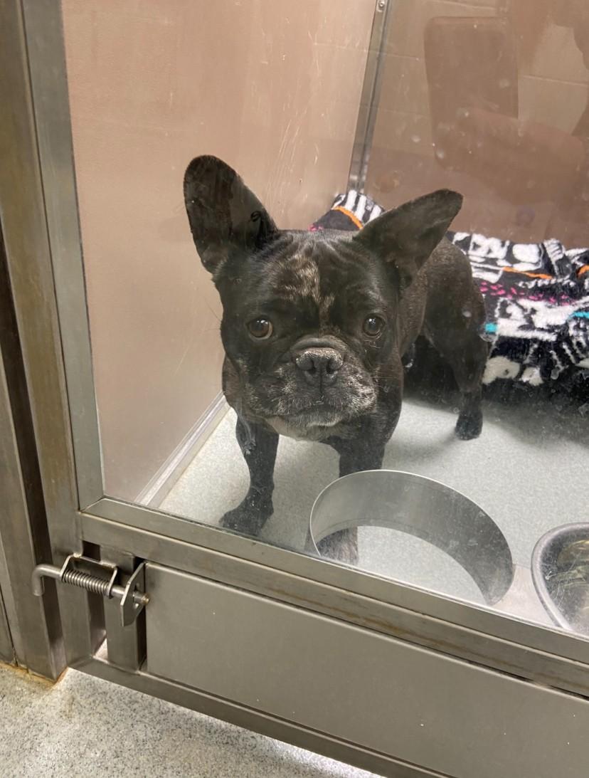 Pierre, an adopted French Bulldog in Teterboro, NJ image 2/2