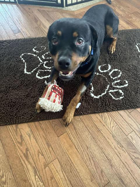 Tuck, Adoptable, Adult Male Rottweiler.