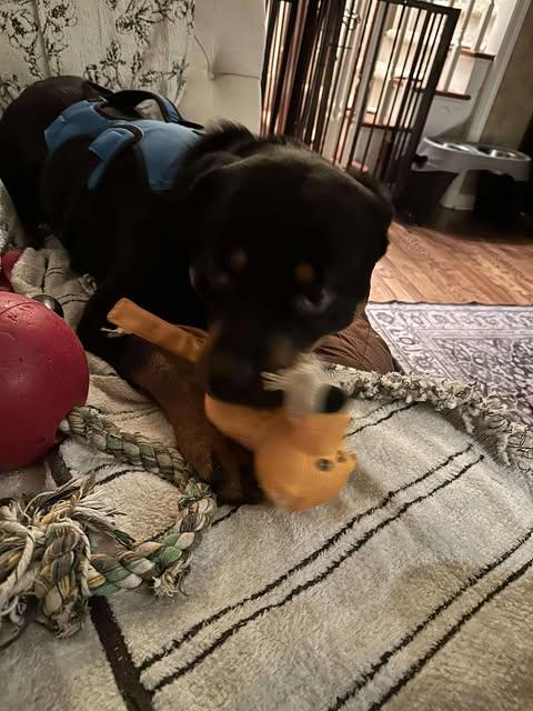 Tuck, a Adoptable Rottweiler in Phoenix, NY image 2/3