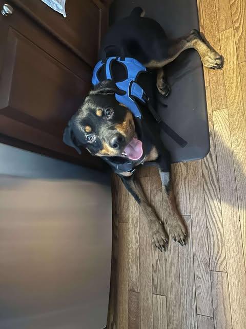 Tuck, a Adoptable Rottweiler in Phoenix, NY image 3/3