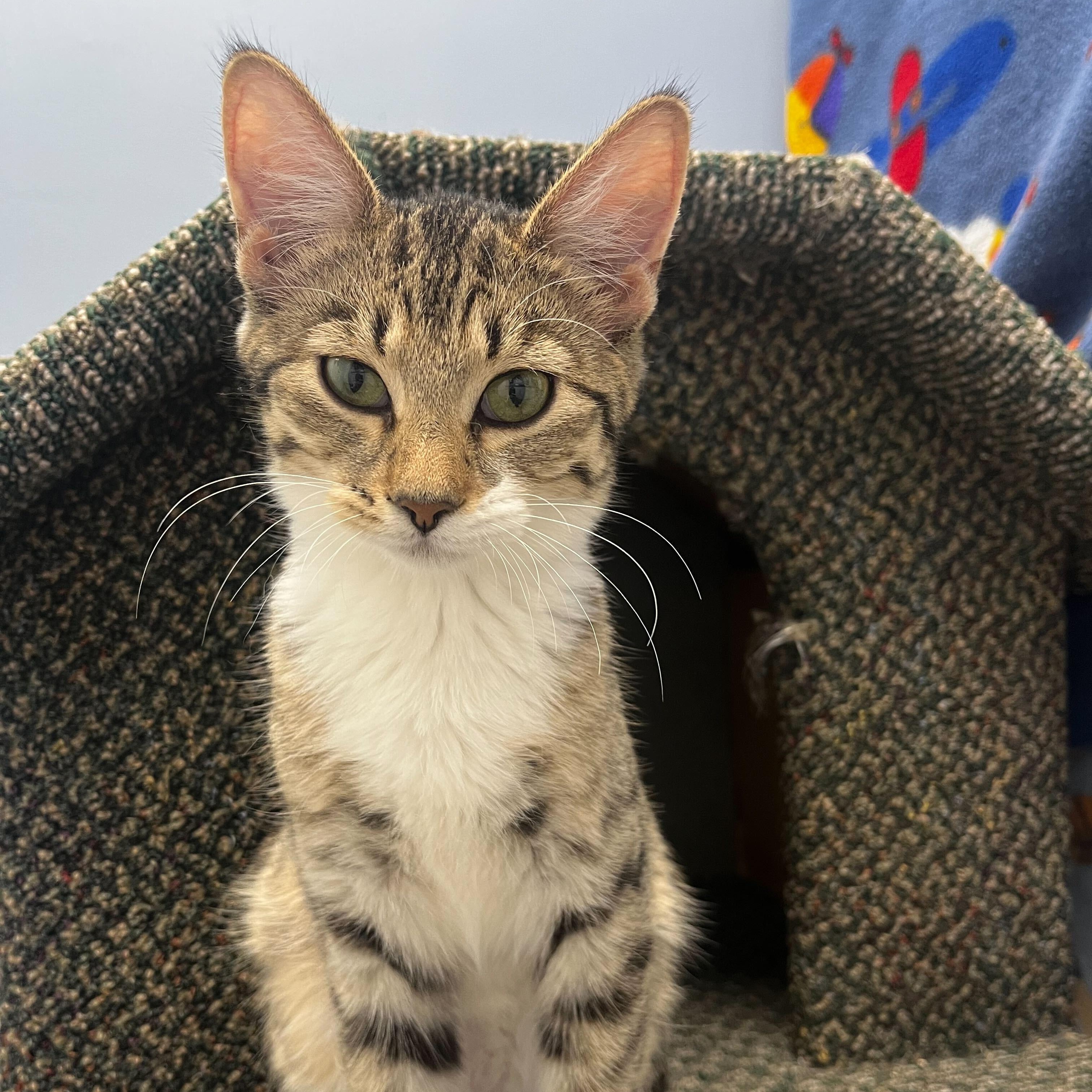 Enlarge Flash, a Adoptable Domestic Short Hair in Brooks, AB image 3/6