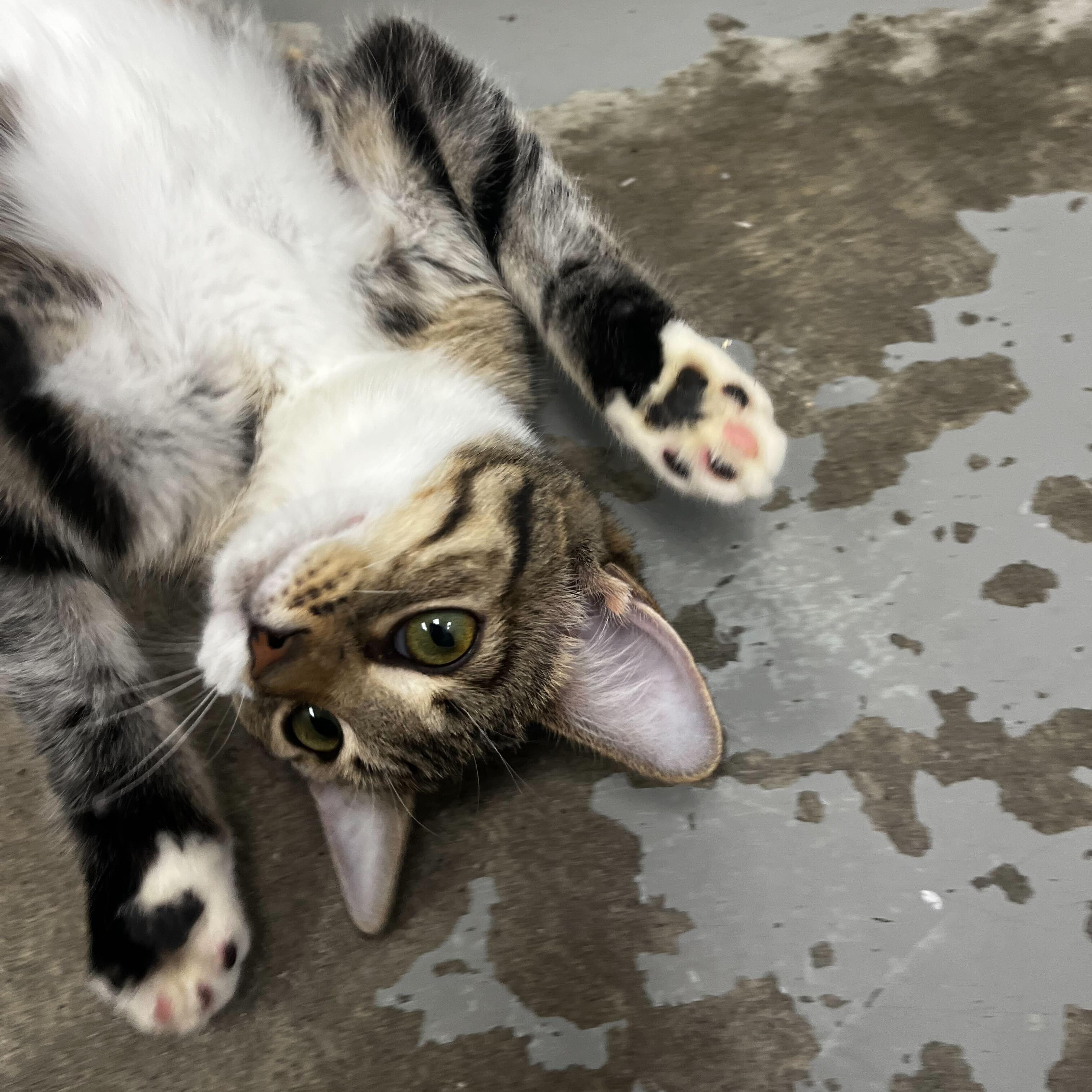 Flash, Adoptable, Young Female Domestic Short Hair.