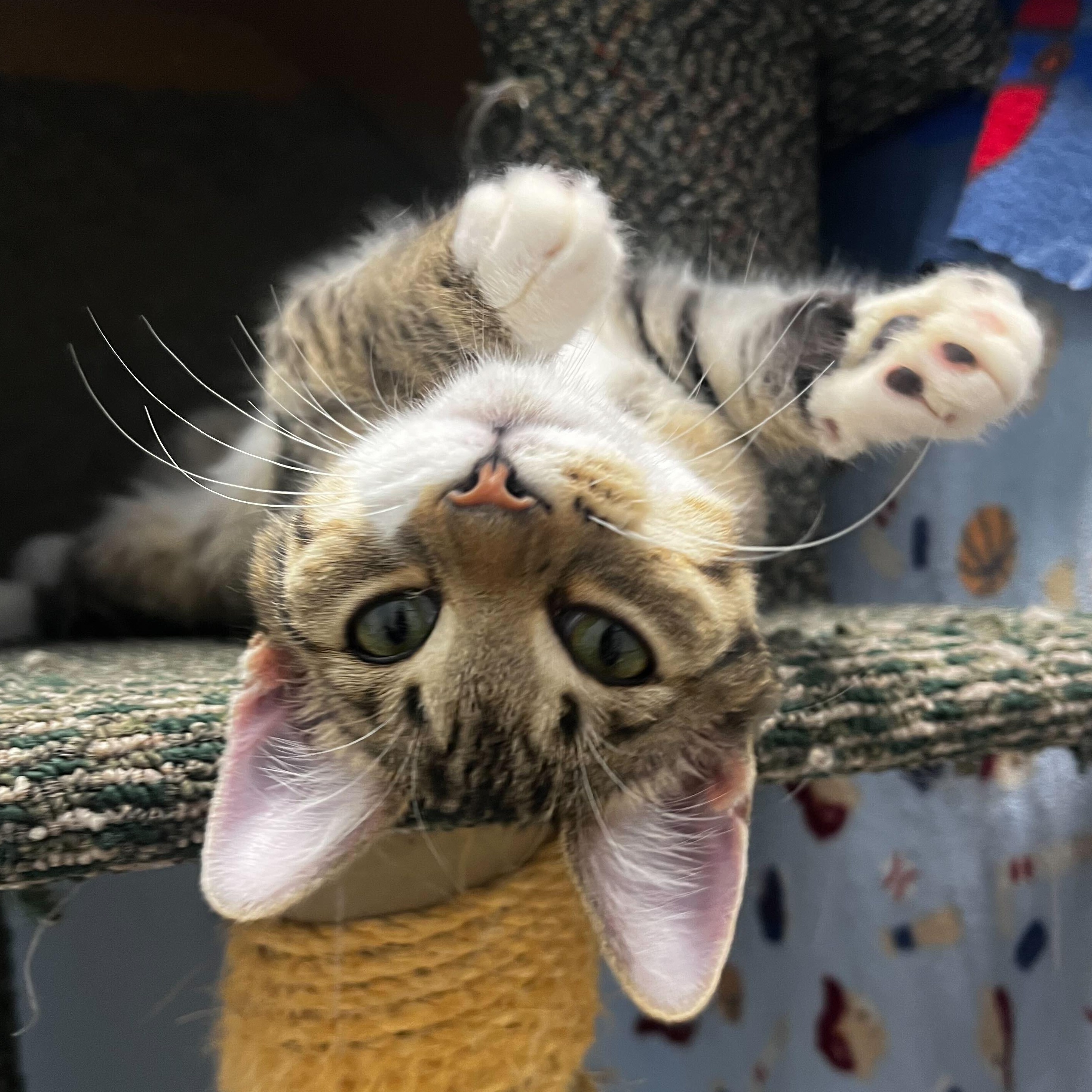 Enlarge Flash, a Adoptable Domestic Short Hair in Brooks, AB image 6/6