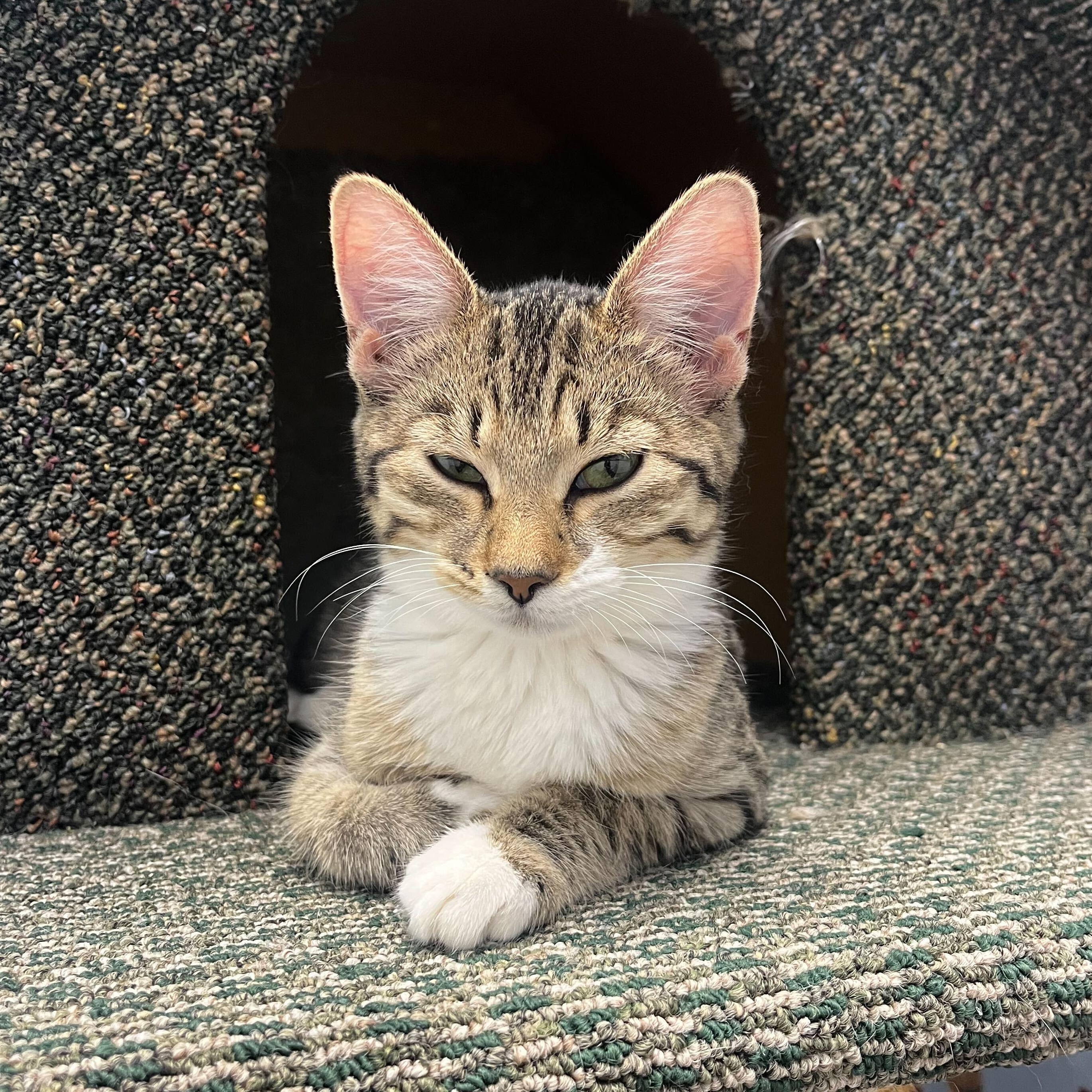 Enlarge Flash, a Adoptable Domestic Short Hair in Brooks, AB image 4/6