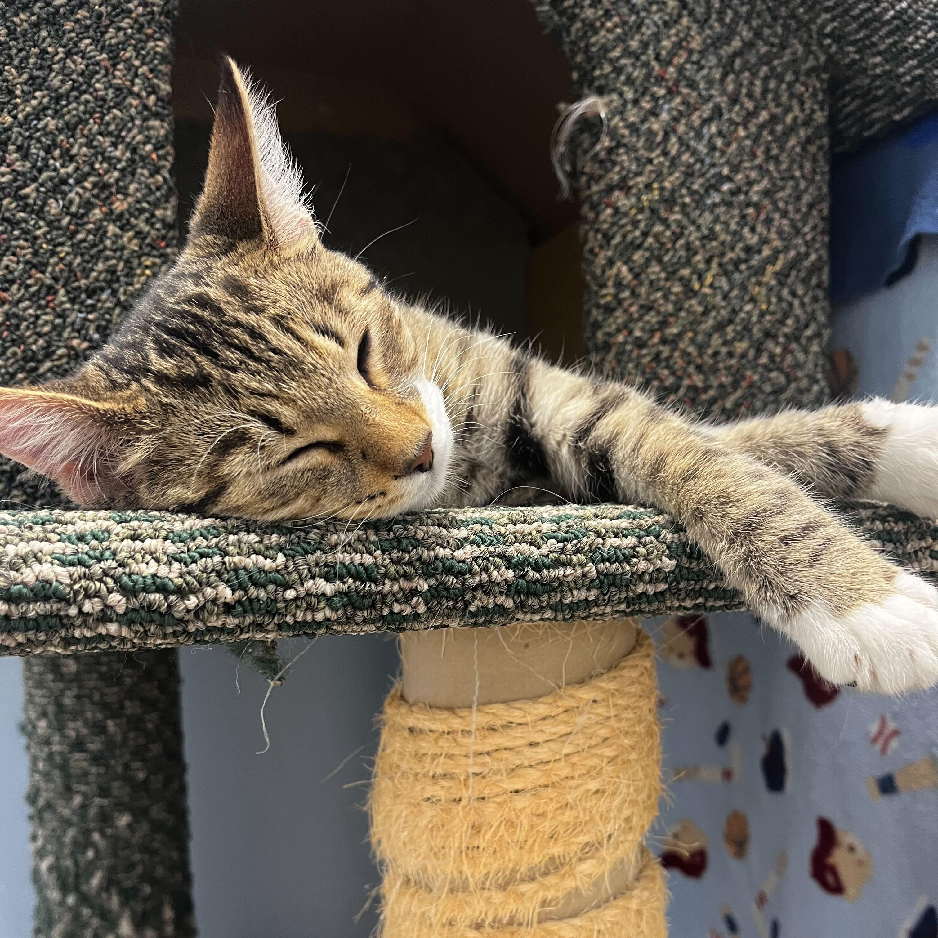 Enlarge Flash, a Adoptable Domestic Short Hair in Brooks, AB image 5/6