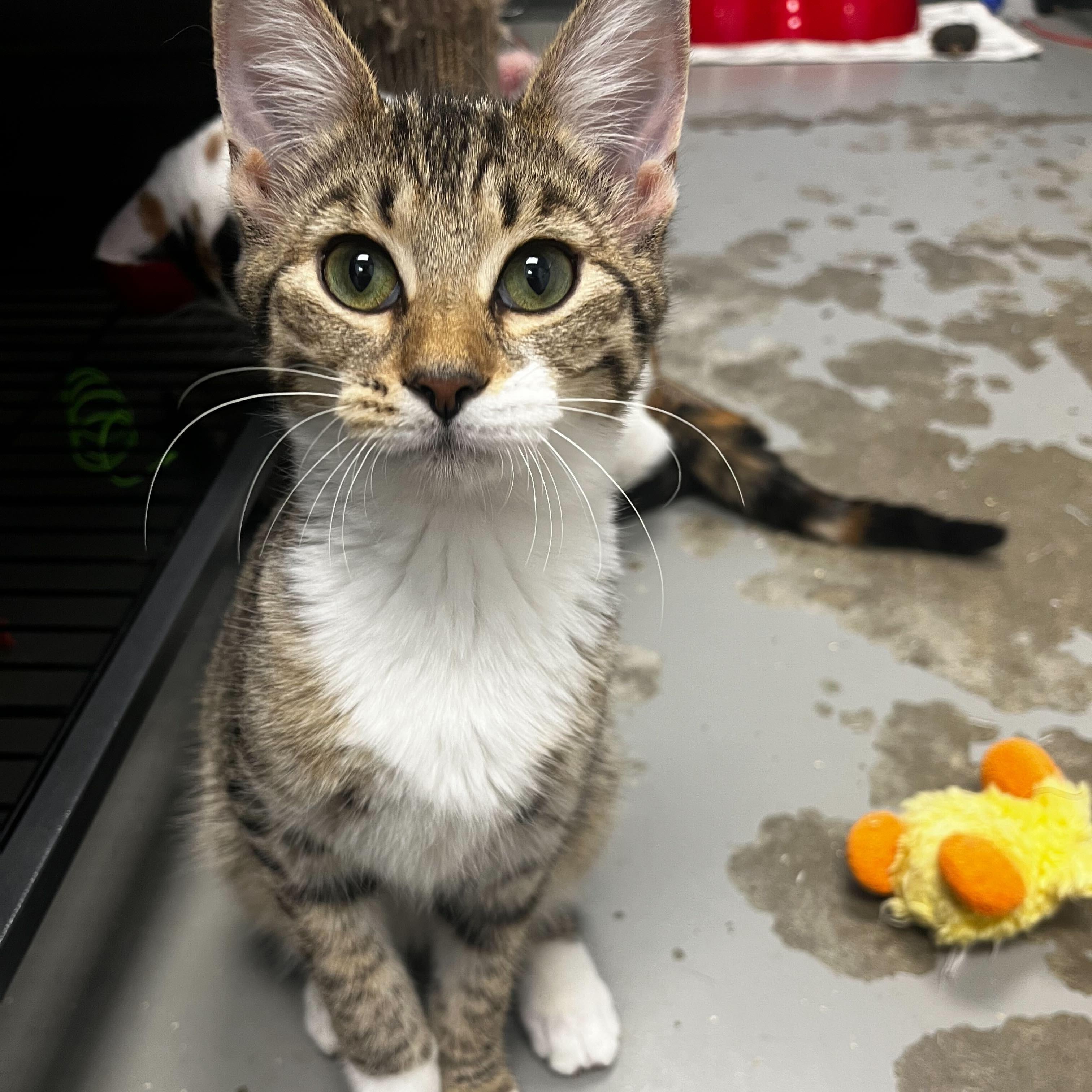 Enlarge Flash, a Adoptable Domestic Short Hair in Brooks, AB image 1/6