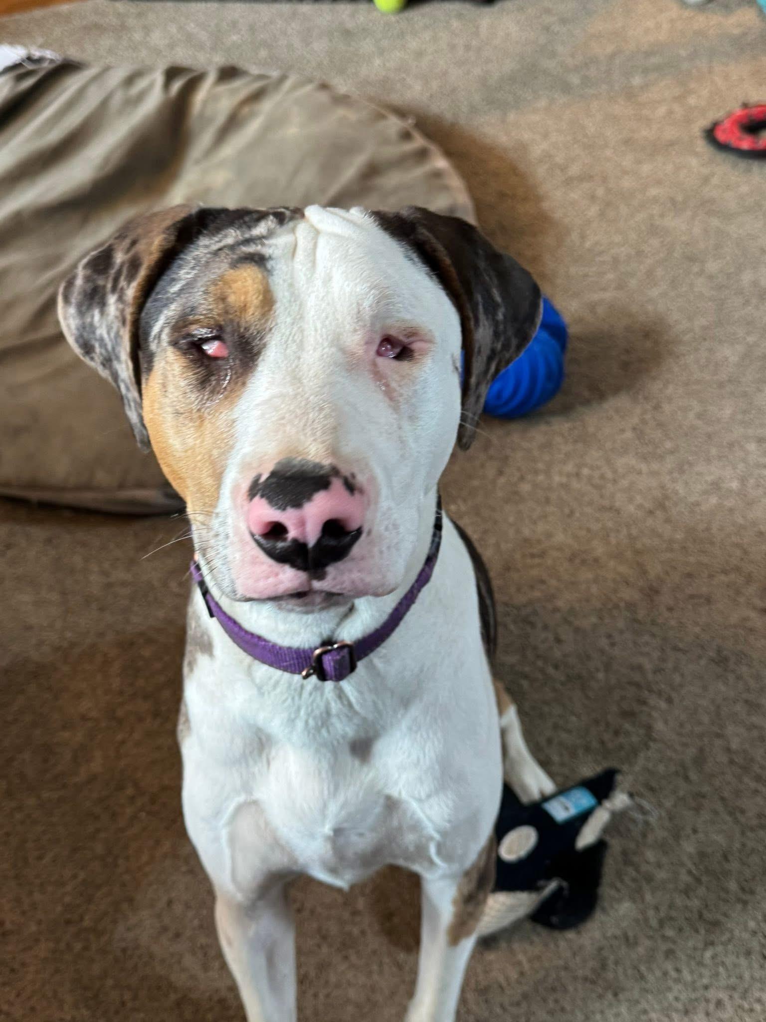 Enlarge Pluto, a Adoptable mixed breed in Orland Park, IL image 2/6