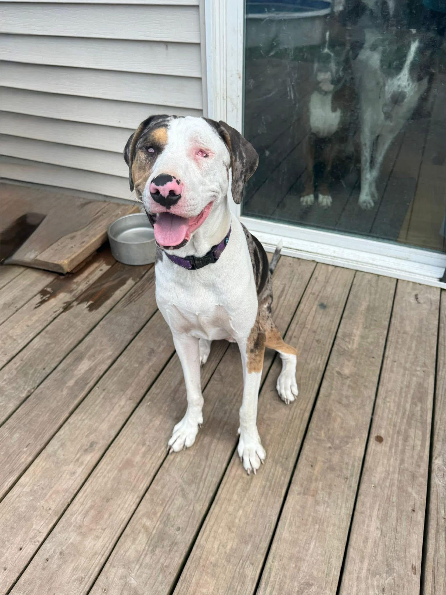 Enlarge Pluto, a Adoptable mixed breed in Orland Park, IL image 1/6