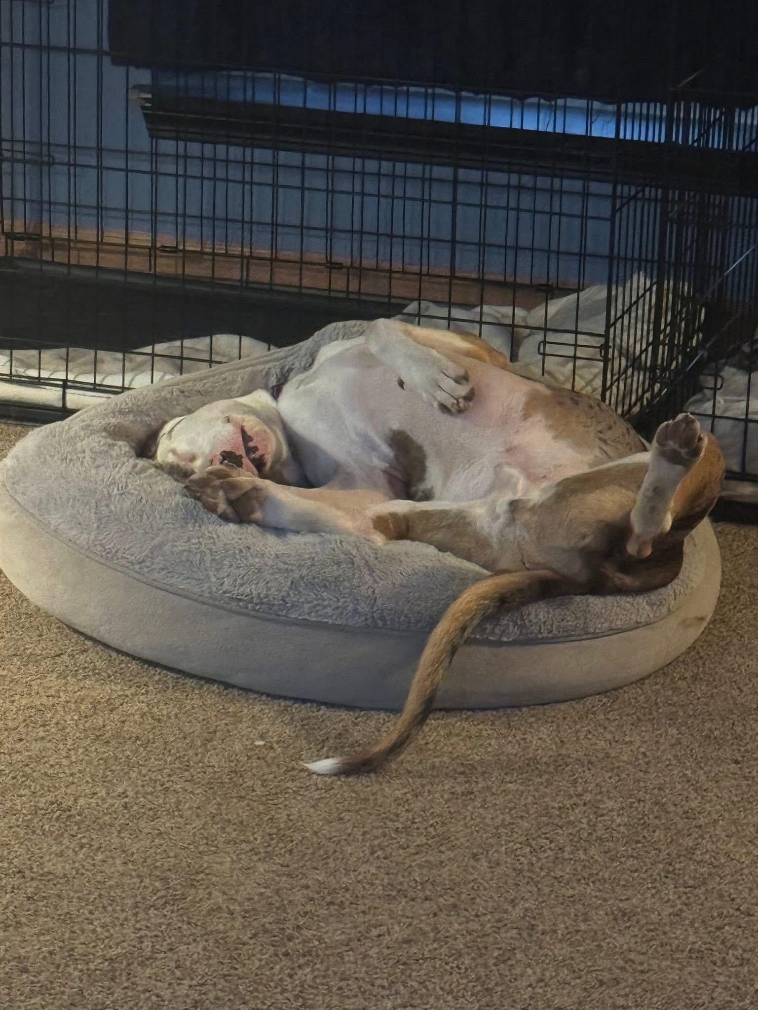 Enlarge Pluto, a Adoptable mixed breed in Orland Park, IL image 4/6