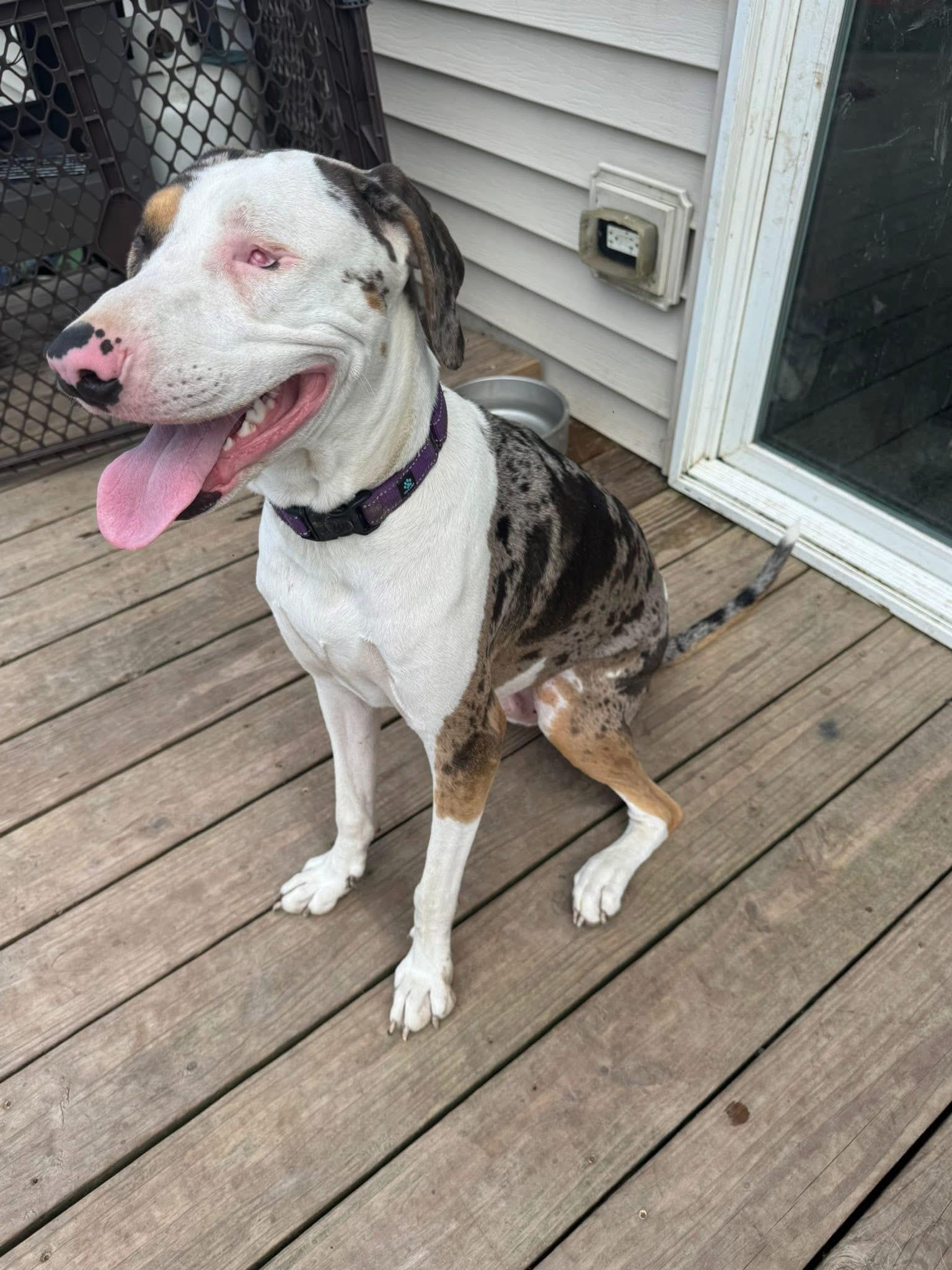 Enlarge Pluto, a Adoptable mixed breed in Orland Park, IL image 5/6