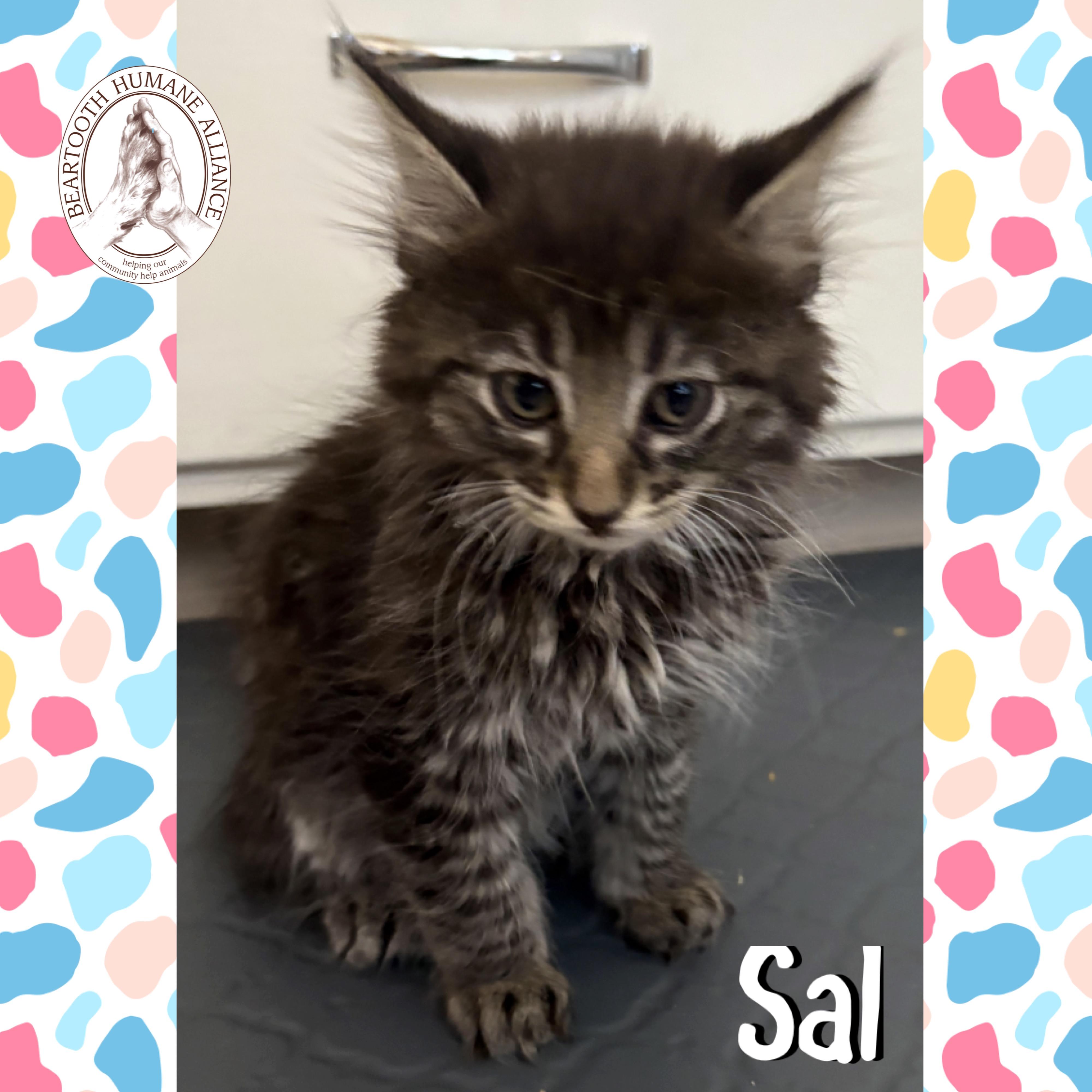 Sal, an adoptable Domestic Long Hair in Red Lodge, MT, 59068 | Photo Image 1