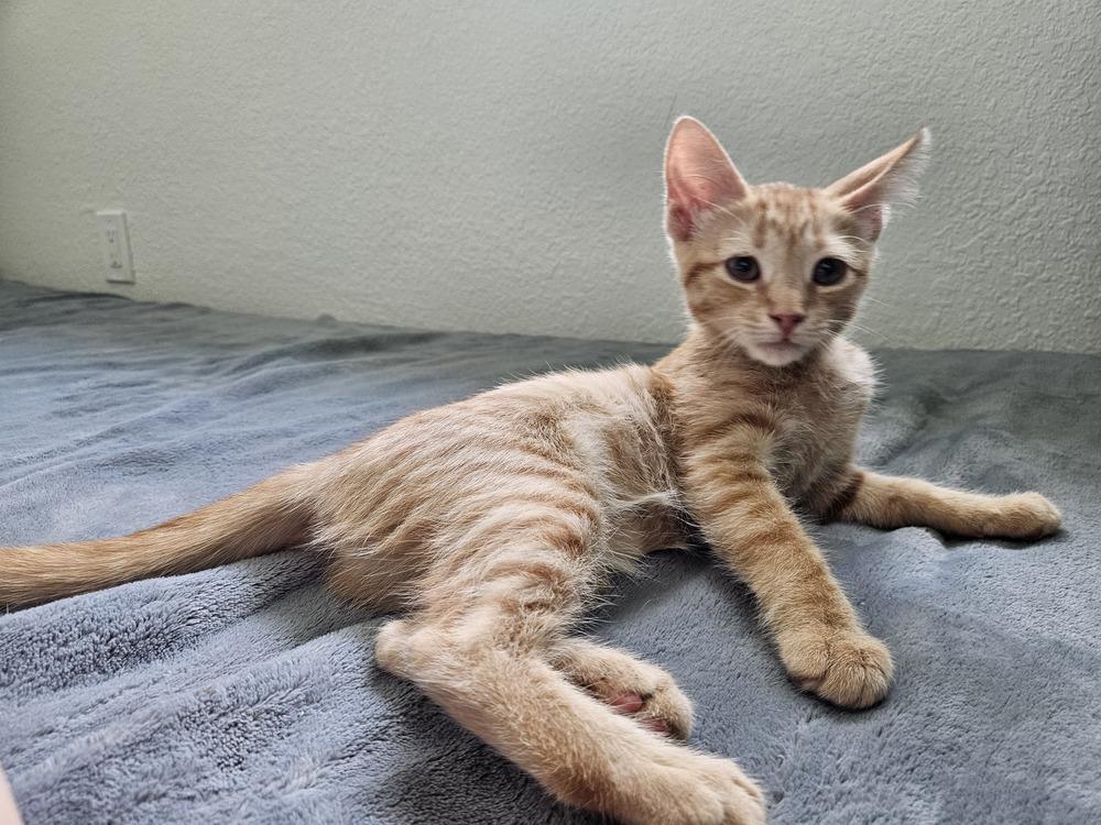 Enlarge Samwise, a Adoptable mixed breed in Austin, TX image 1/6