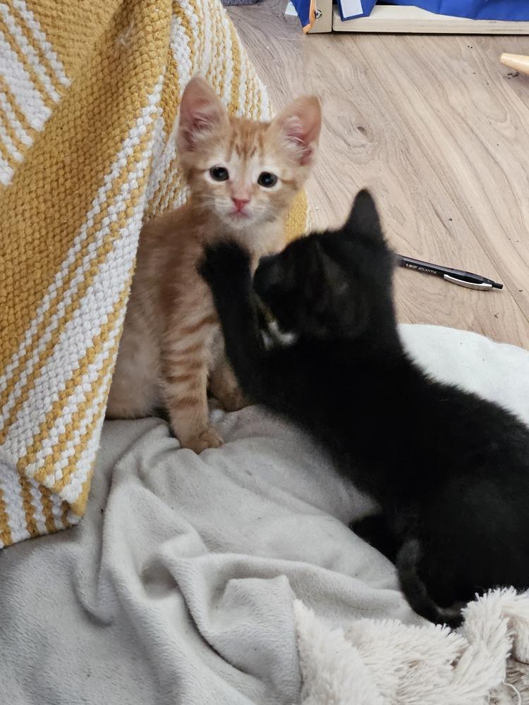 Enlarge Samwise, a Adoptable mixed breed in Austin, TX image 2/6