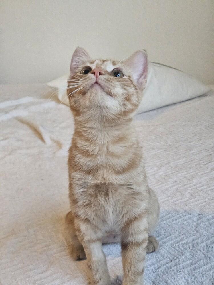 Enlarge Samwise, a Adoptable mixed breed in Austin, TX image 3/6