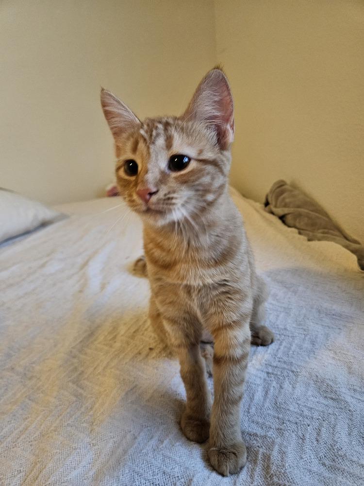 Enlarge Samwise, a Adoptable mixed breed in Austin, TX image 4/6