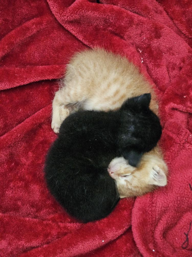 Enlarge Samwise, a Adoptable mixed breed in Austin, TX image 5/6