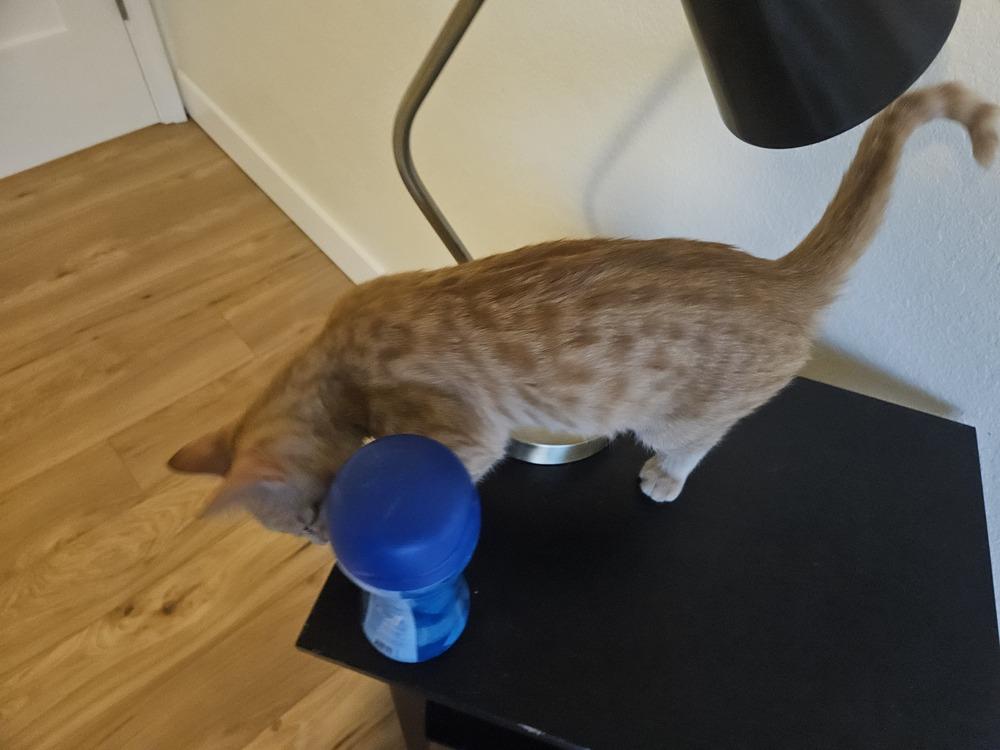 Enlarge Samwise, a Adoptable mixed breed in Austin, TX image 6/6