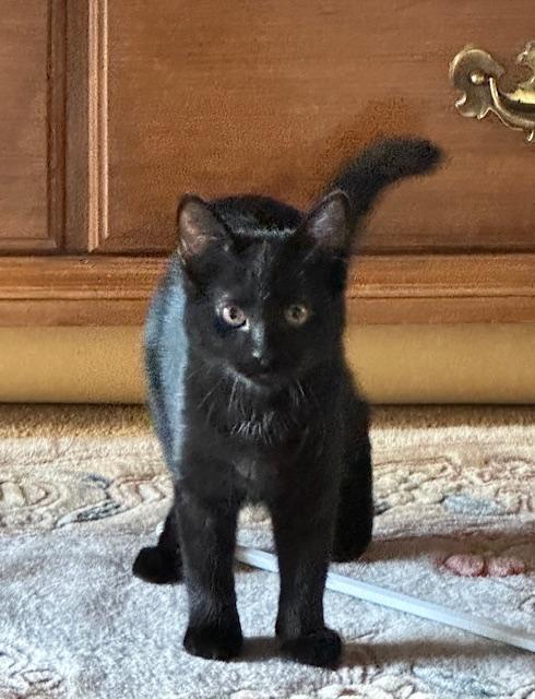 Enlarge ELVIRA, a Adopted Domestic Short Hair in Northfield, OH image 1/3