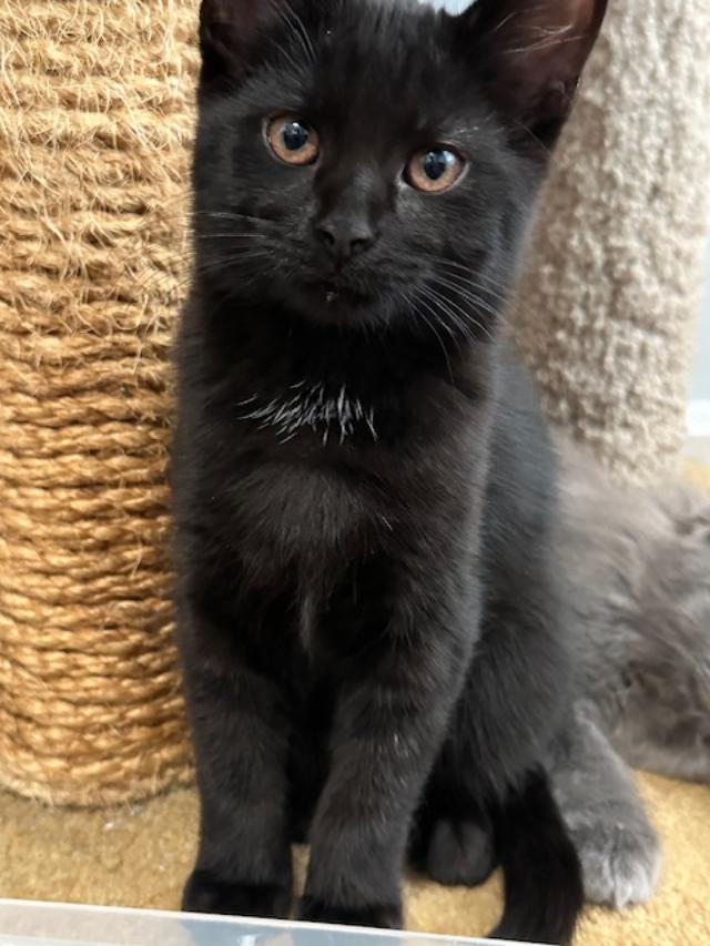 Enlarge ELVIRA, a Adopted Domestic Short Hair in Northfield, OH image 2/3