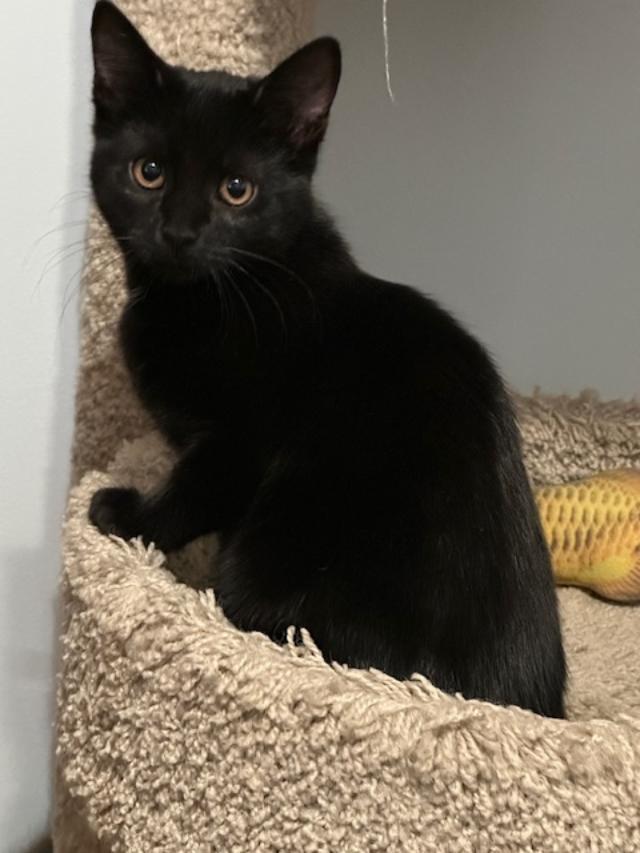 Enlarge ELVIRA, a Adopted Domestic Short Hair in Northfield, OH image 3/3