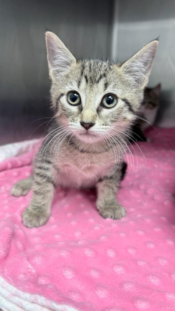 Amy, Adoptable, Kitten Female Domestic Short Hair.