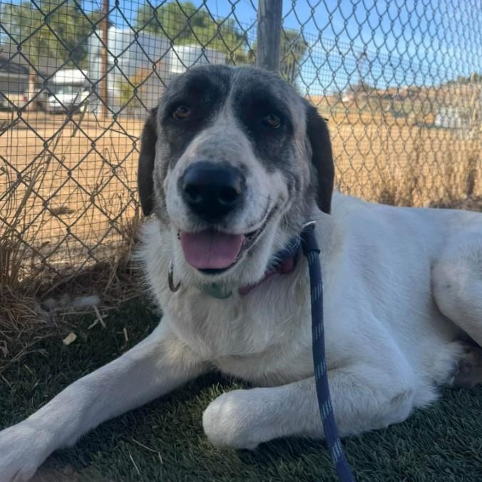 Nuna, Adoptable, Adult Female Anatolian Shepherd.