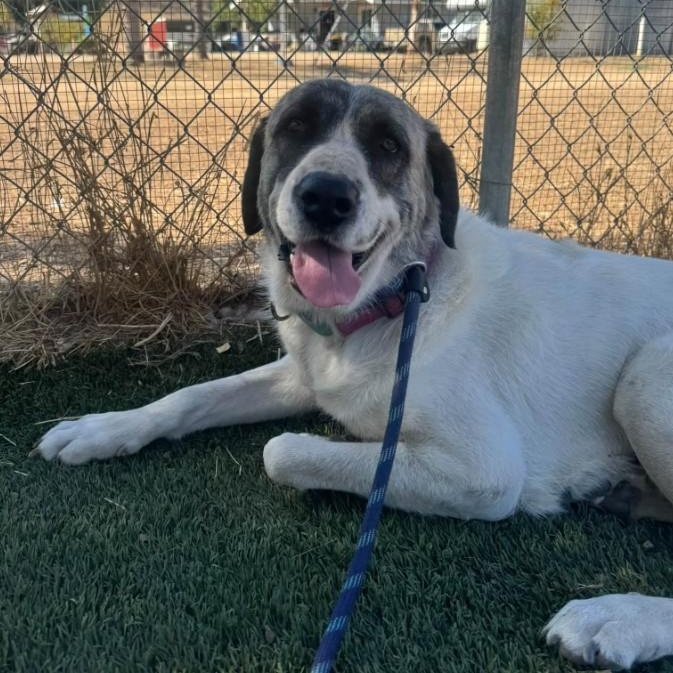 Enlarge Nuna, a Adoptable Anatolian Shepherd in Agua Dulce, CA image 2/3