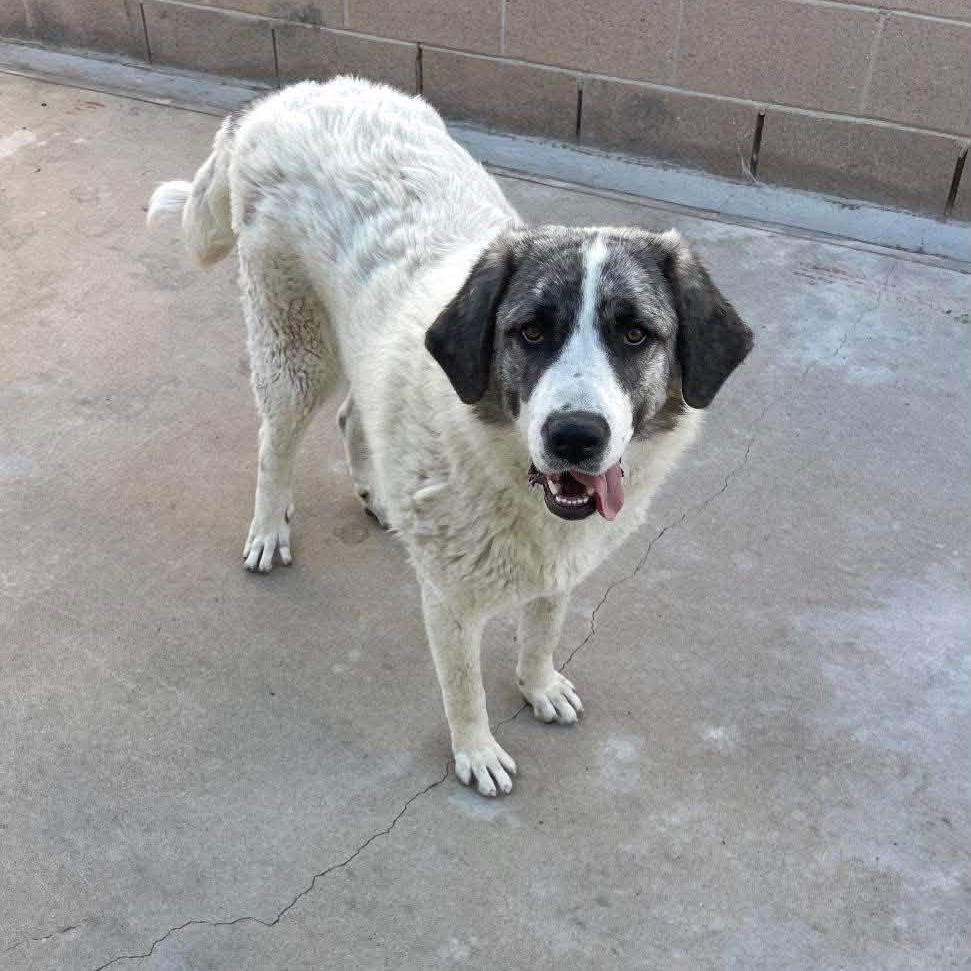 Luna, ADOPTABLE, Adult Female Anatolian Shepherd.