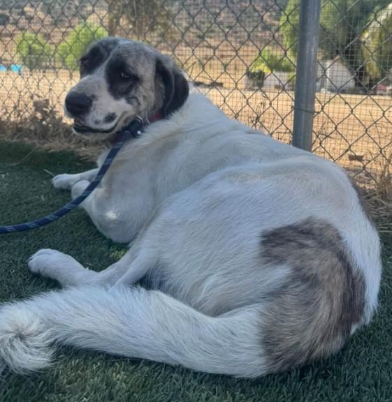 Enlarge Nuna, a Adoptable Anatolian Shepherd in Agua Dulce, CA image 3/3