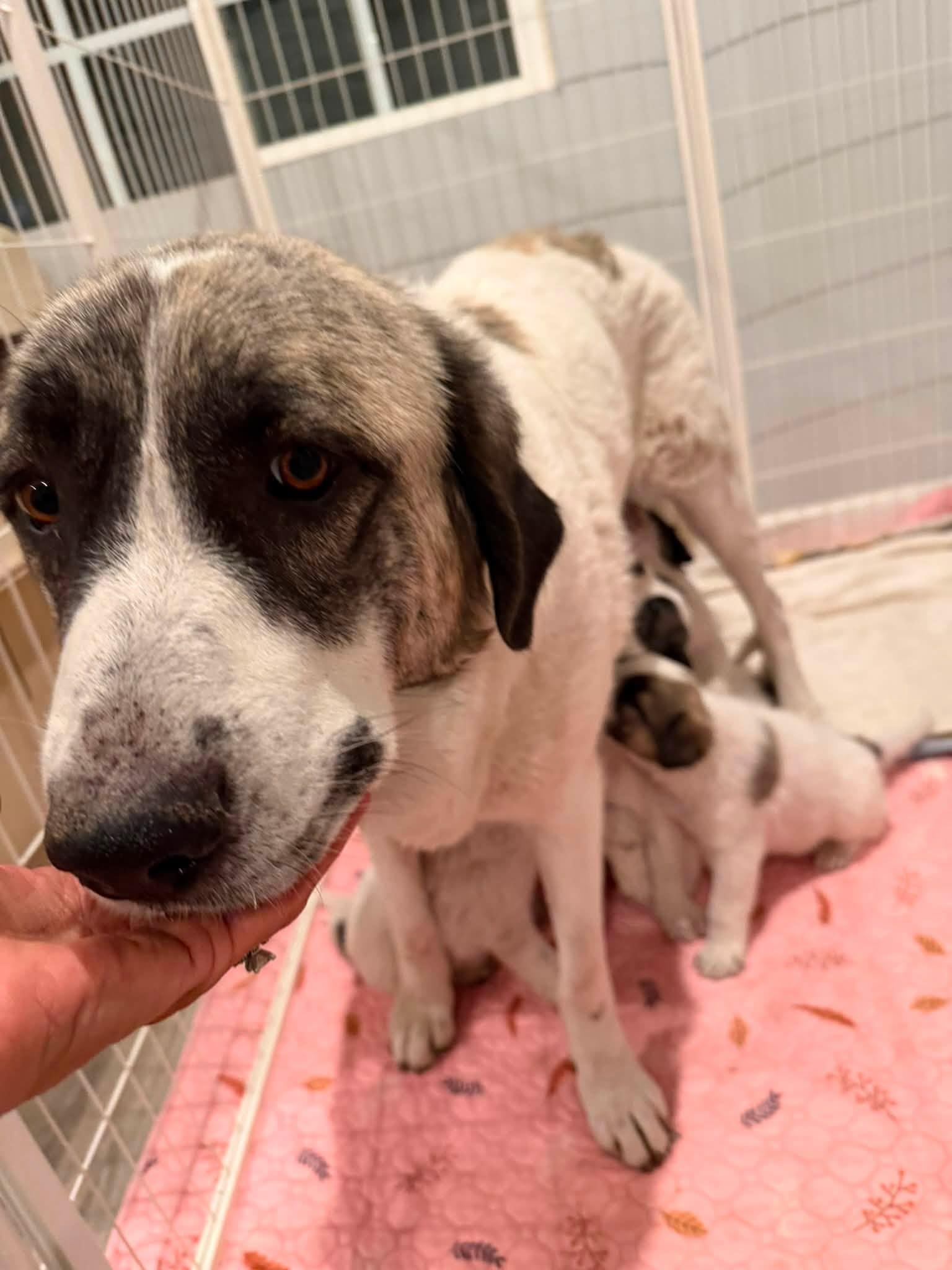 Luna, a ADOPTABLE Anatolian Shepherd in Agua Dulce, CA image 2/3