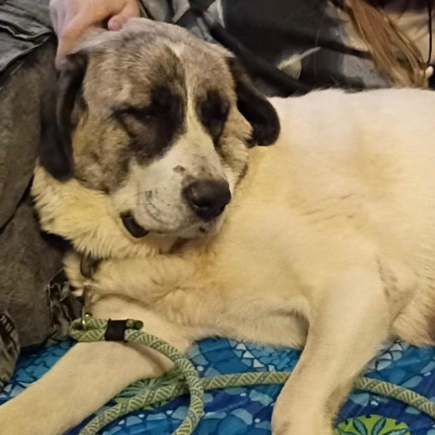 Nuna, adoptable, Adult Female Anatolian Shepherd.